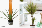 Драцена Маргината (Dracaena Marginata) Р9