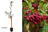 Рябина гибридная Гранатная (Sorbus Granatnaja) С5
