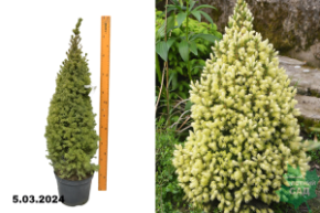 Ель канадская Дэйзи Вайт (Picea glauca Daisys White) С5 Б+
