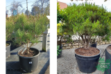 Сосна густоцветковая Танёшо Компакта (Pinus densiflora Tanyosho Compacta) С20