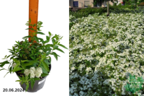 Spiraea japonica Albiflora