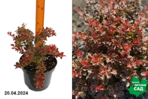 Барбарис Тунберга Адмирейшн С3