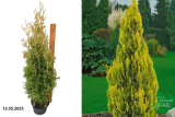 Туя западная Голден Смарагд (Thuja occidentalis Golden Smaragd) С5 д
