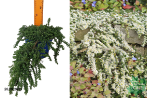 астра вересковая