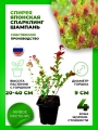 Спирея японская Спарклинг Шампань