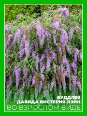 Буддлея Давида Вистерия Лэйн