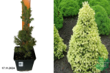 Ель канадская Дэйзи Вайт (Picea glauca Daisys White) С2х