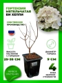Гортензия метельчатая Би Хэппи