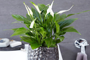 Спатифиллум Перл Купидо