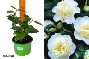 Камелия японская Брушфилдс Еллоу с2х