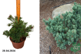Сосна мелкоцветковая Кудлес (Pinus parviflora Cuddles) С5