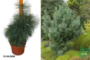 сосна шверина витхорст с7