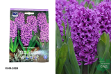 Гиацинт Мисс Сайгон (Hyacinthus Miss Saigon) 5шт/уп