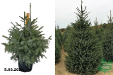 Ель сербская (Picea omorika) С10