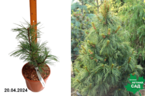 Сосна корейская Драгон Ай