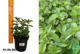 Мята Бергамот (Mentha citrata) С1,5