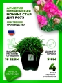 Армерия Монинг Стар Дип Роуз