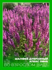 Шалфей дубравный Апекс Пинк