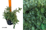 Подокарп (ногоплодник) Лоуренса Блю Гем (Podocarpus alp. Blue Gem) С5