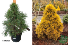 сосна мозри