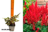 Астильба Арендса Кей Вест (Astilbe arendsii Key West) С2 Г
